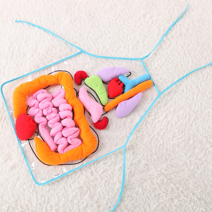 Children Educational Insights Toys Anatomy Apron Human Body Organs Awareness Pre